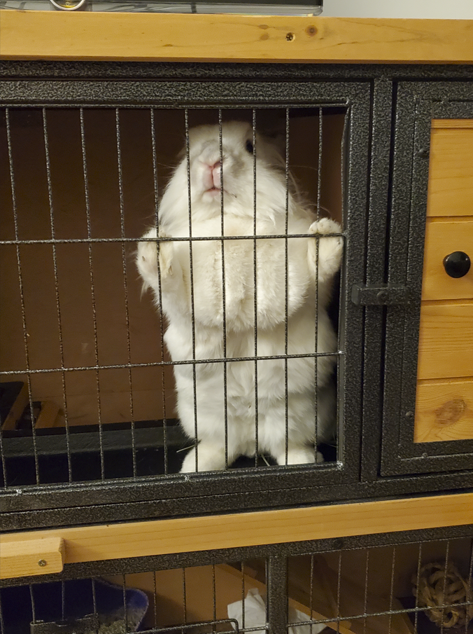 rabbit in shelf