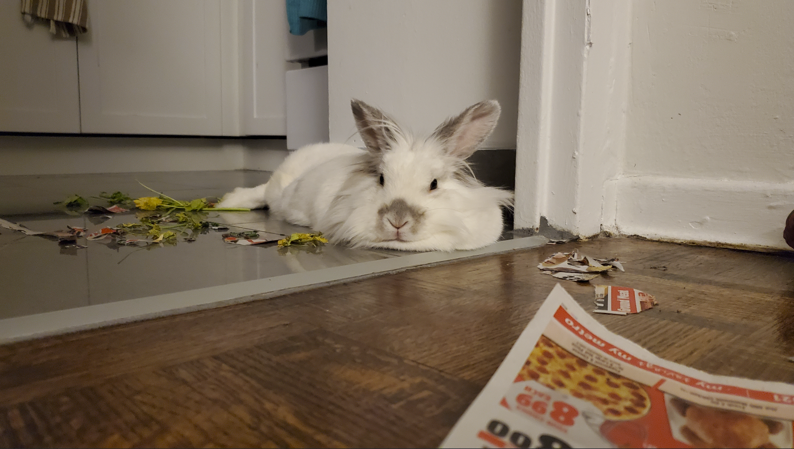 rabbit on floor