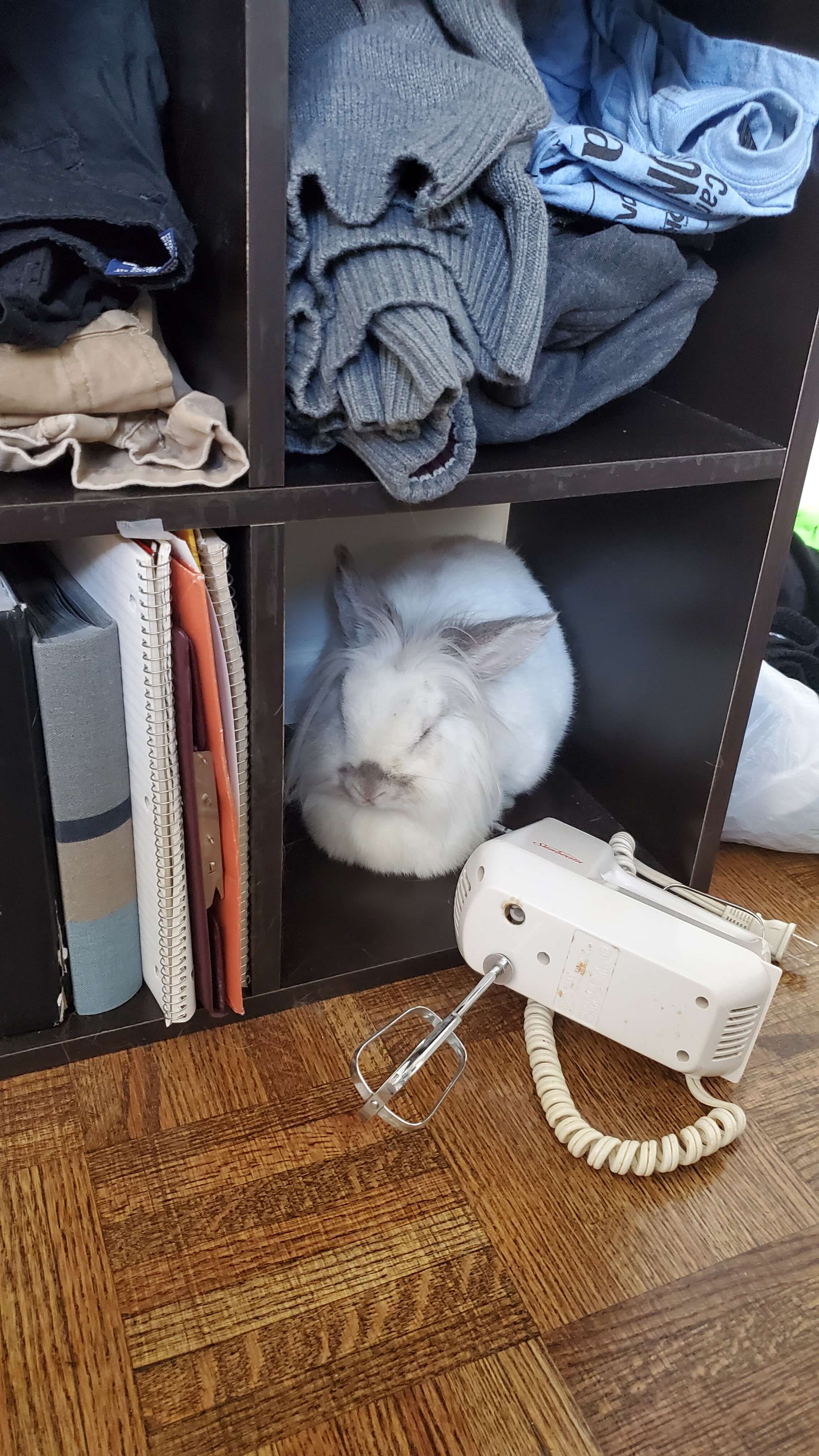 rabbit in shelf