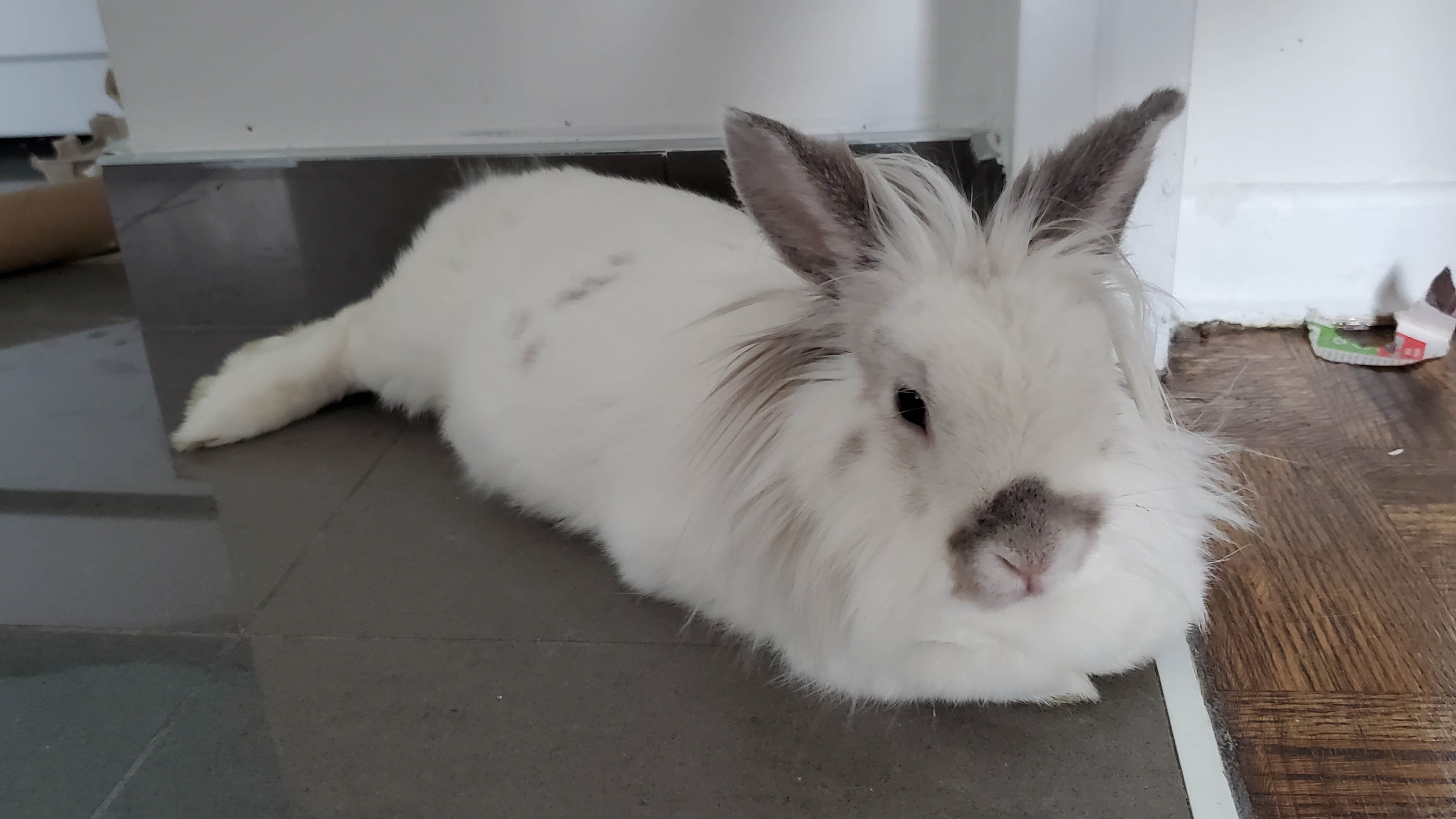 rabbit on floor